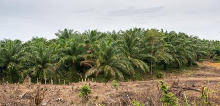 Do Biofuels Destroy Forests? Link between Deforestation and Biofuel Use